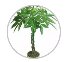 綠植搭配也有講究！